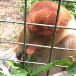 Proboscis Monkey