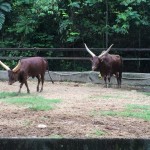 Bull Galore