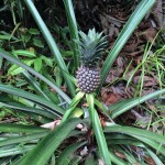 Pineapple in Nature