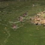 Water Otters