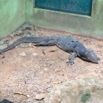 Monitor Lizard