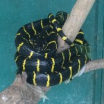 Nice snake - eek!