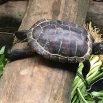 Resting Turtles