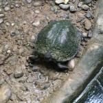 Posing Turtle