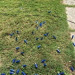 The Used Shot Gun Pellets