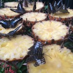 Sweet Butterflies