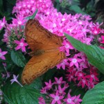Nice Contrasting Colours