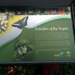 Topical Butterflies