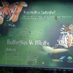 Butterflies vs Moths