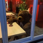 Cuddly Bear Drinking a Beer